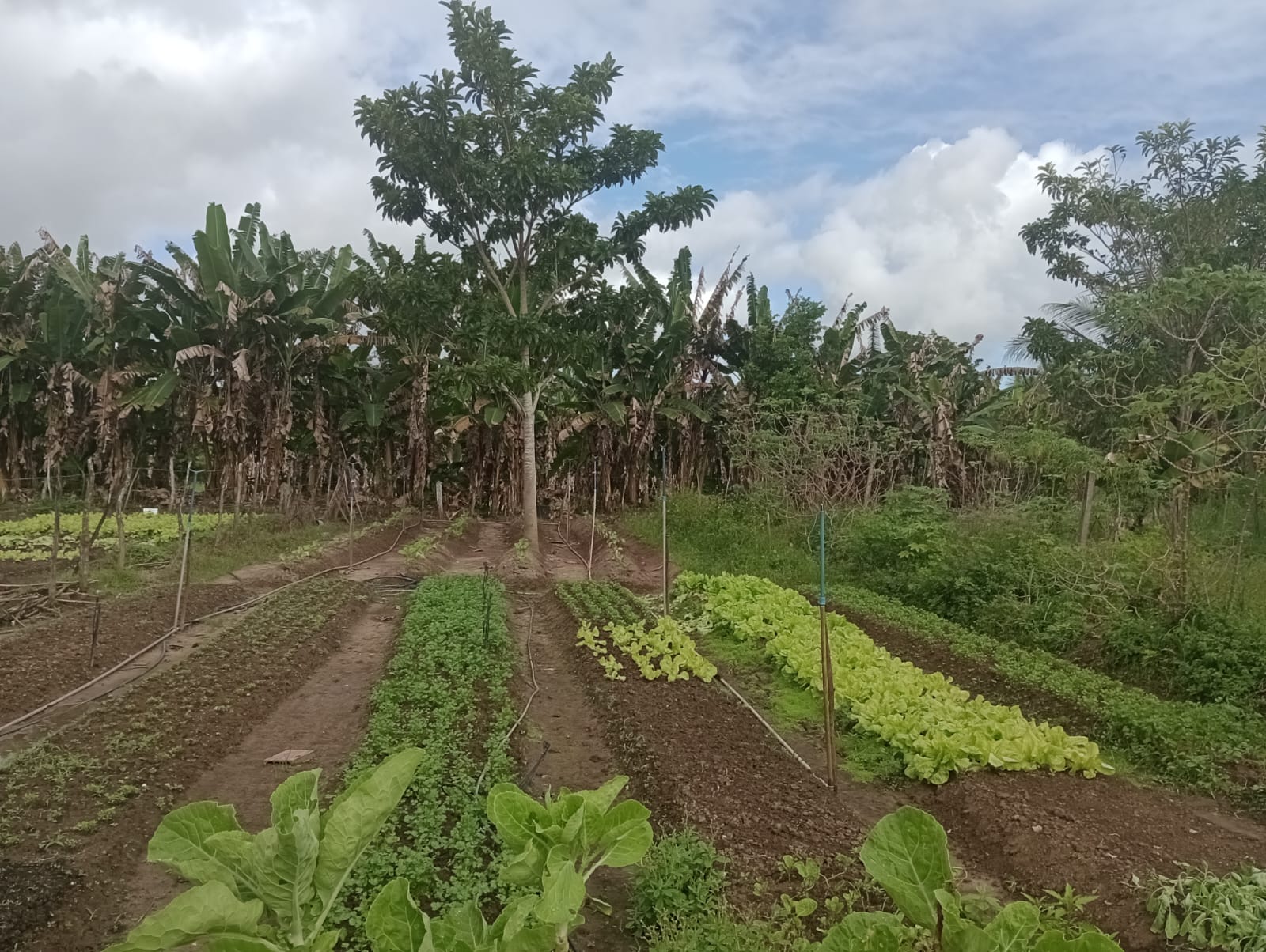 Extensionista como mediador em atividade participativa